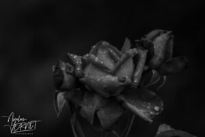 Roses rouges après la pluie, Saint-Pierreville (Ardèche)