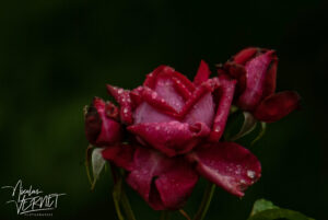 Roses rouges après la pluie, Saint-Pierreville (Ardèche)