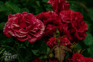 Roses rouges après la pluie, Saint-Pierreville (Ardèche)