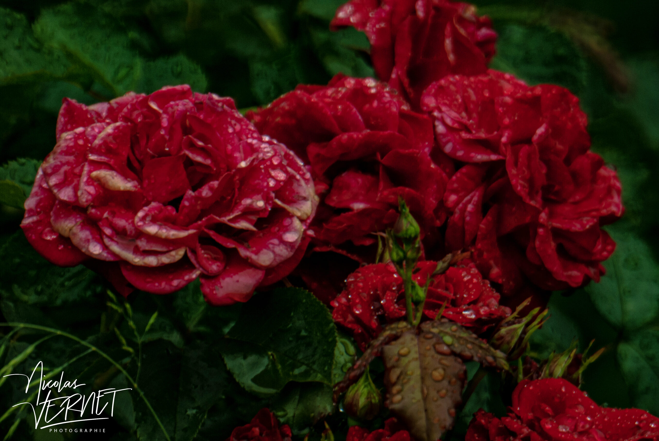 Roses rouges après la pluie, Saint-Pierreville (Ardèche)