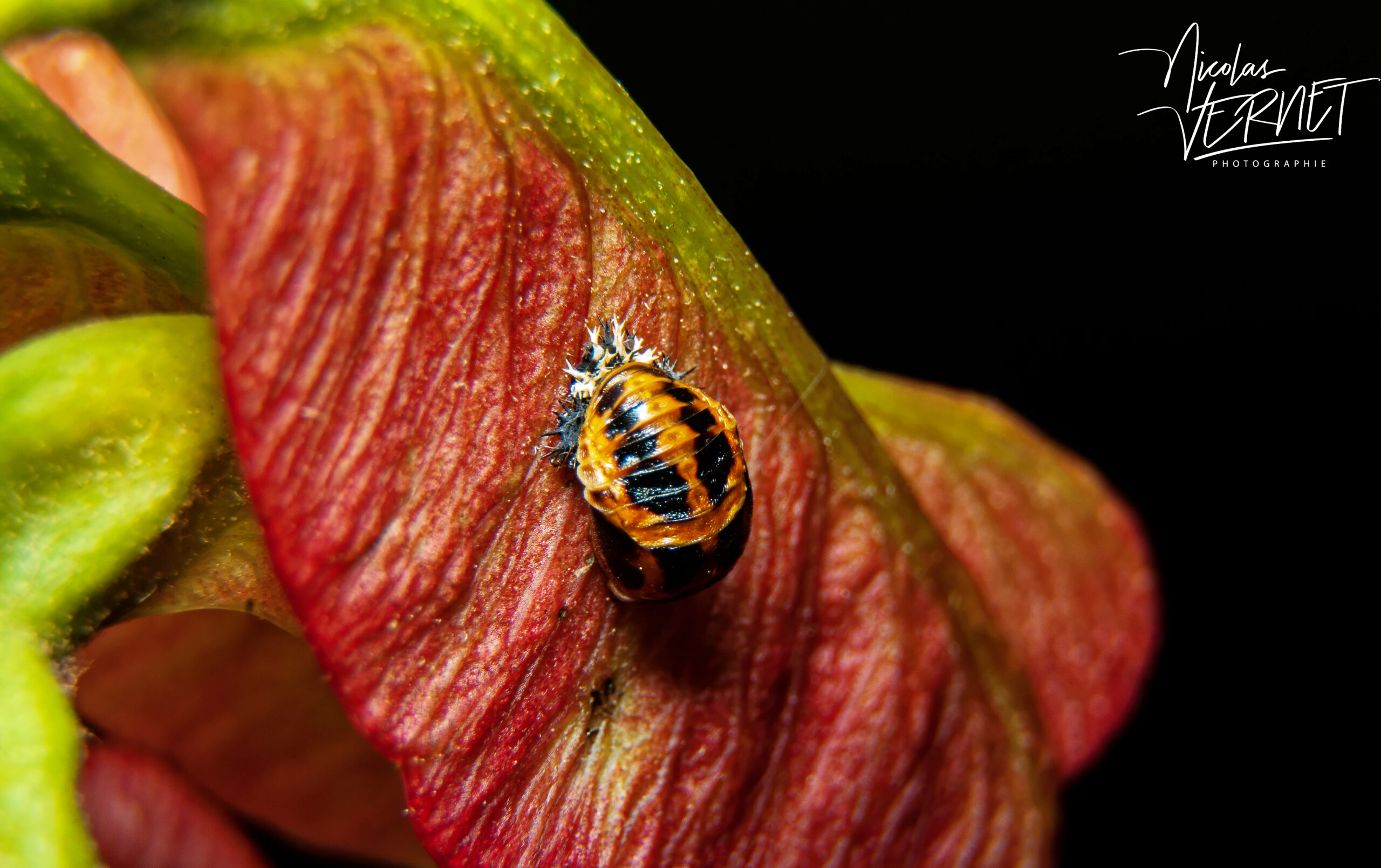 Nymphe de coccinelle asiatique (Harmonia axyridis) sur une samare d'érable, Saint-Pierreville (Ardèche)