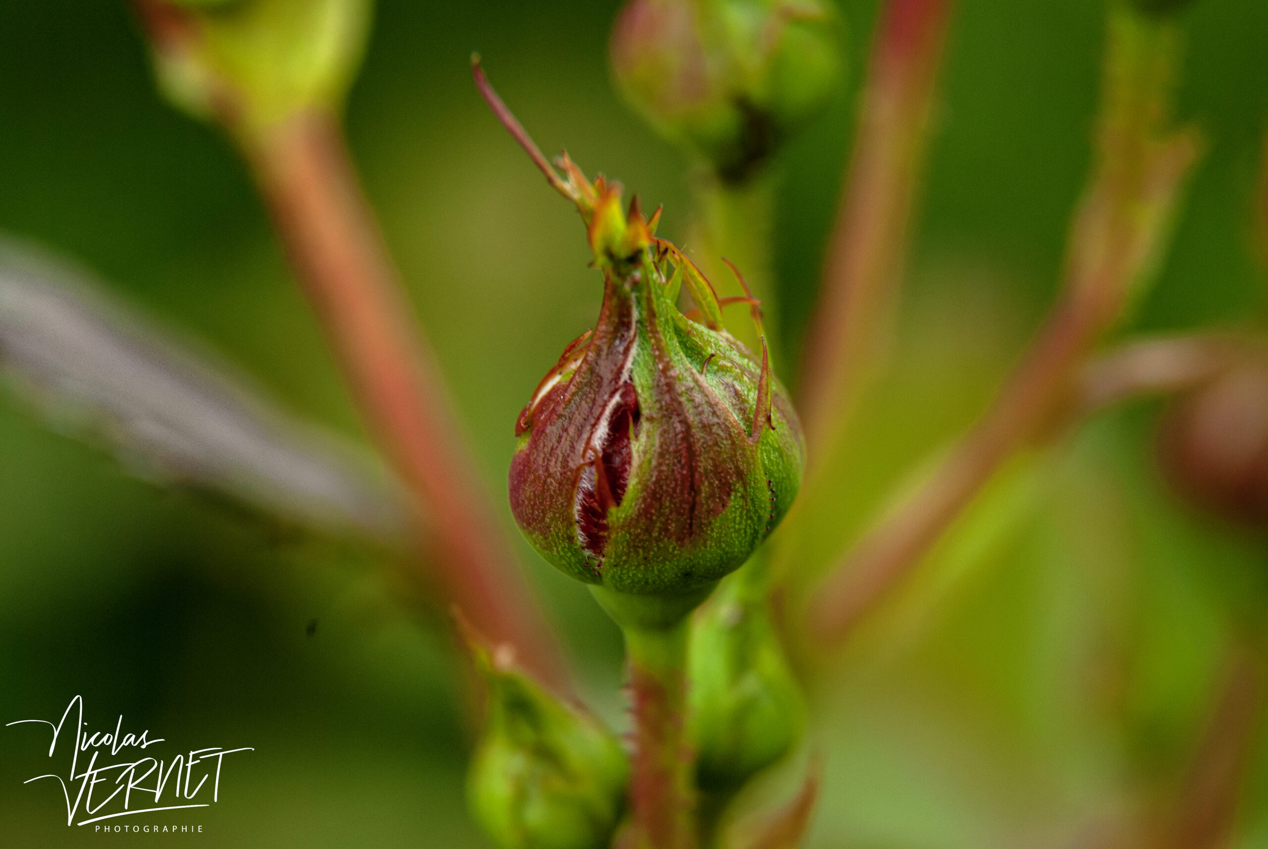 Bouton de Rose rouge, Saint-Pierreville (Ardèche)