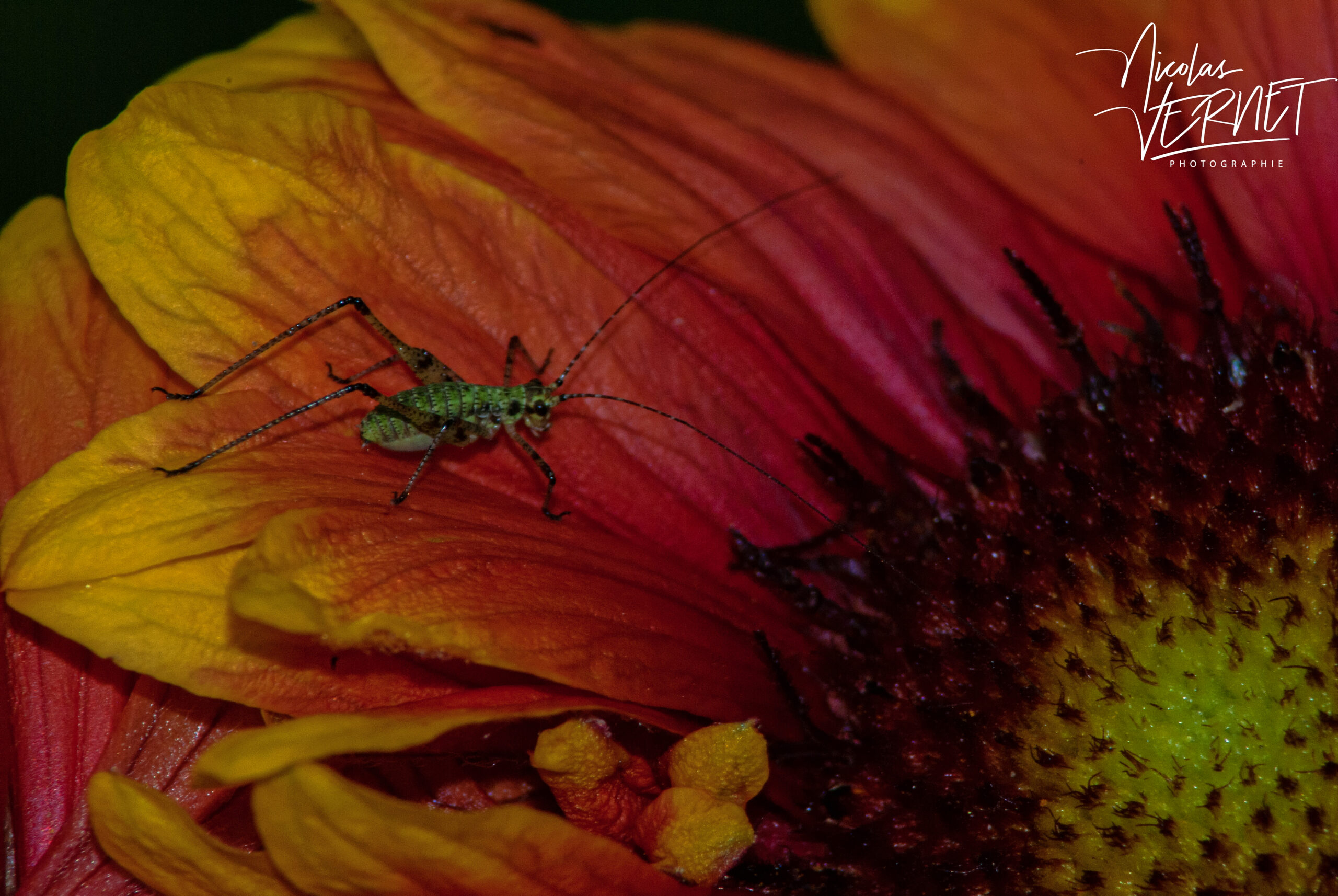 Larve de Sauterelle ponctuée (Leptophyes punctatissima) sur une fleur de gaillarde, Saint-Pierreville (Ardèche)