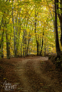 Chemin forestier en Automne, Saint-Pierreville (Ardèche)