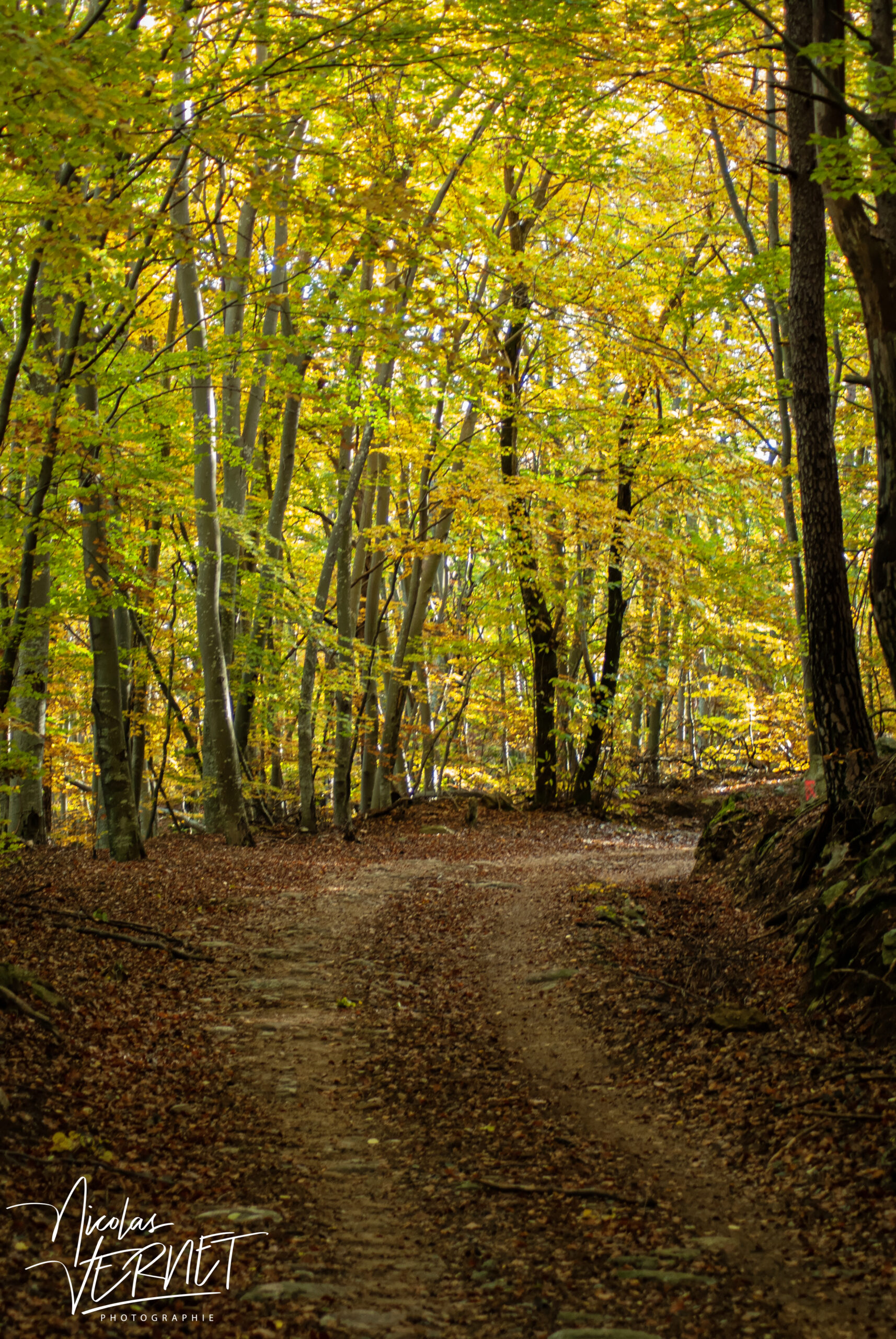 Chemin forestier en Automne, Saint-Pierreville (Ardèche)
