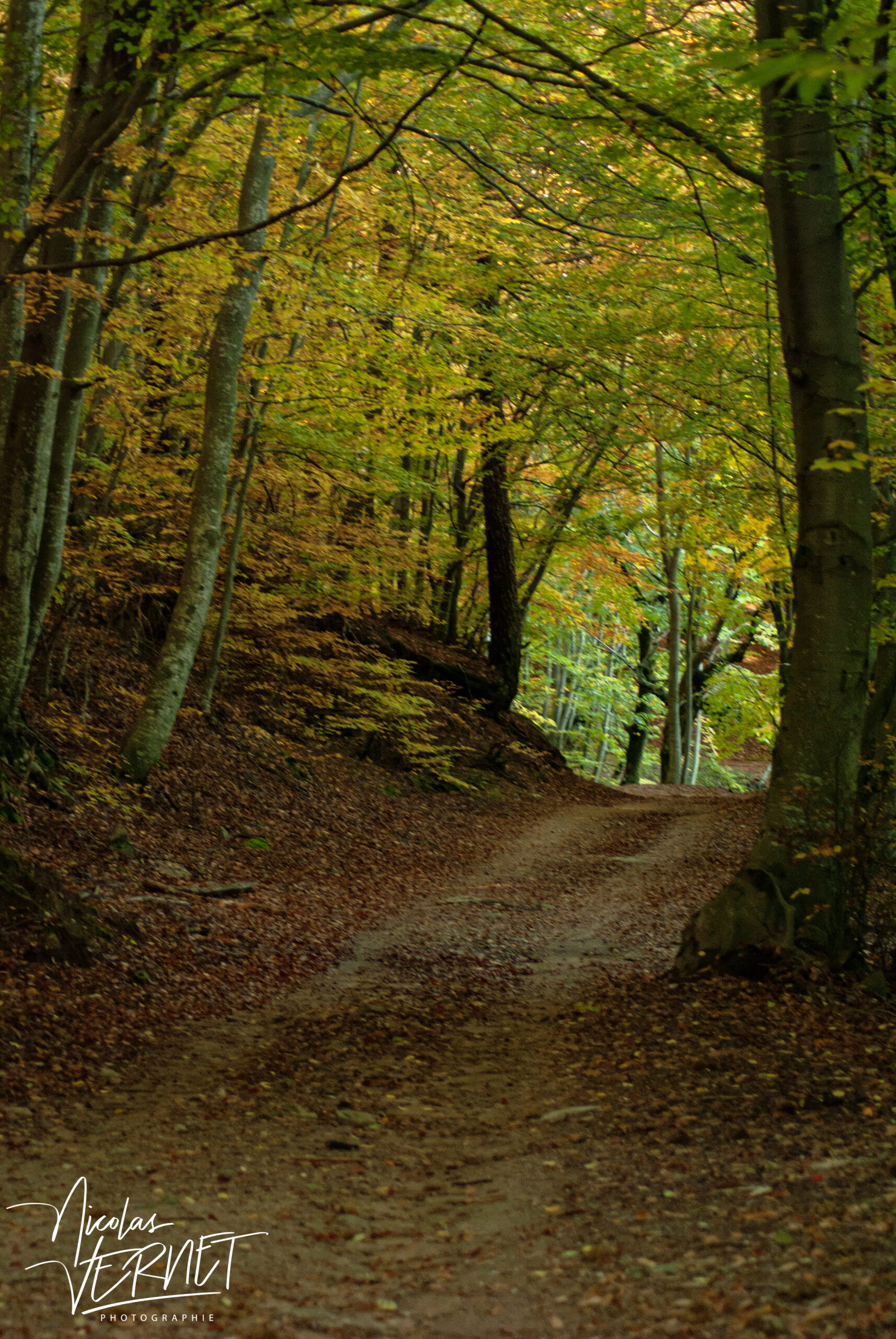 Chemin forestier en Automne, Saint-Pierreville (Ardèche)