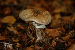 Lépiote élevée, “Coulemelle” (Macrolepiota procera), Saint-Pierreville (Ardèche)