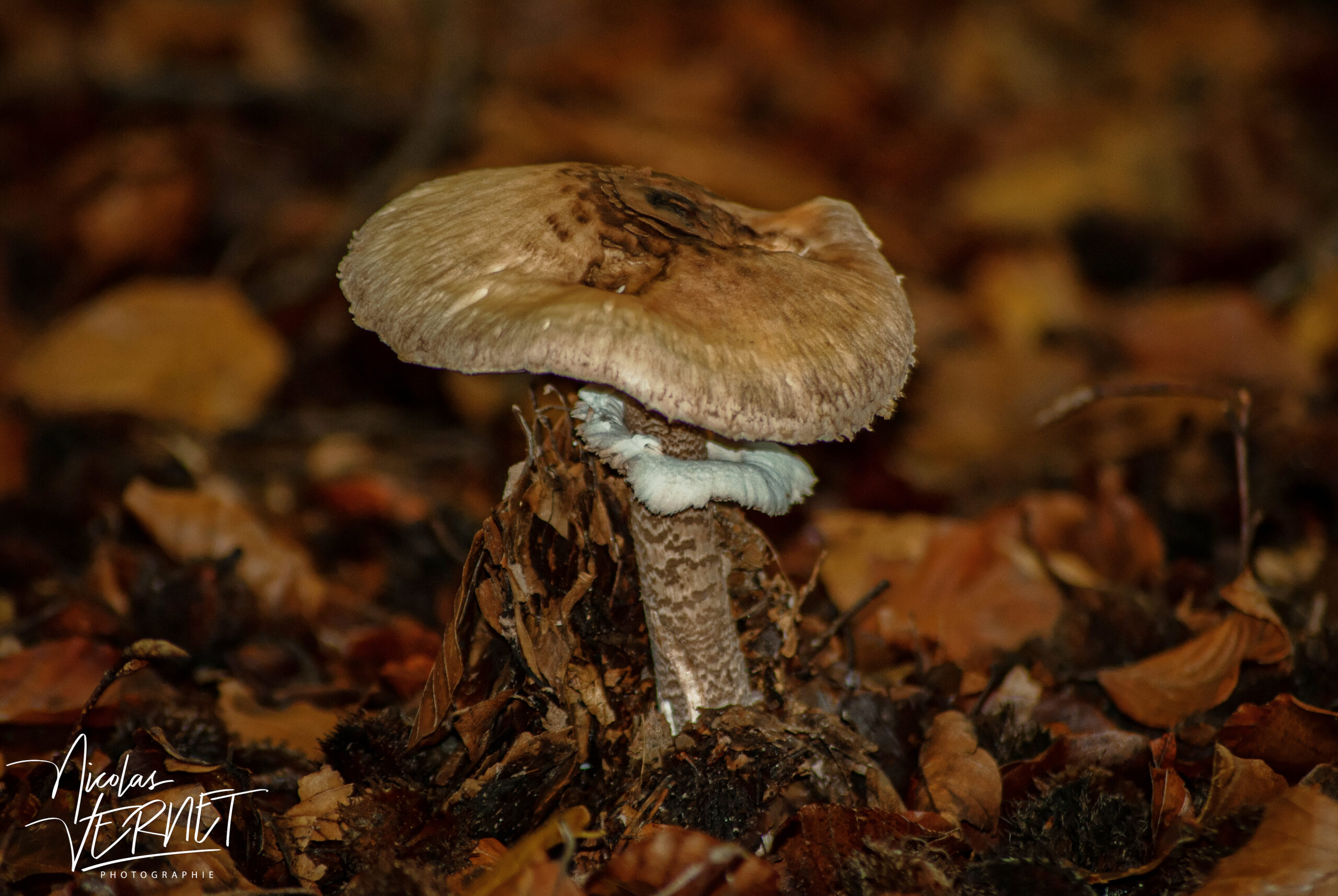 Lépiote élevée, “Coulemelle” (Macrolepiota procera), Saint-Pierreville (Ardèche)