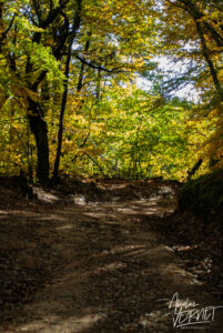 Chemin forestier en Automne, Saint-Pierreville (Ardèche)