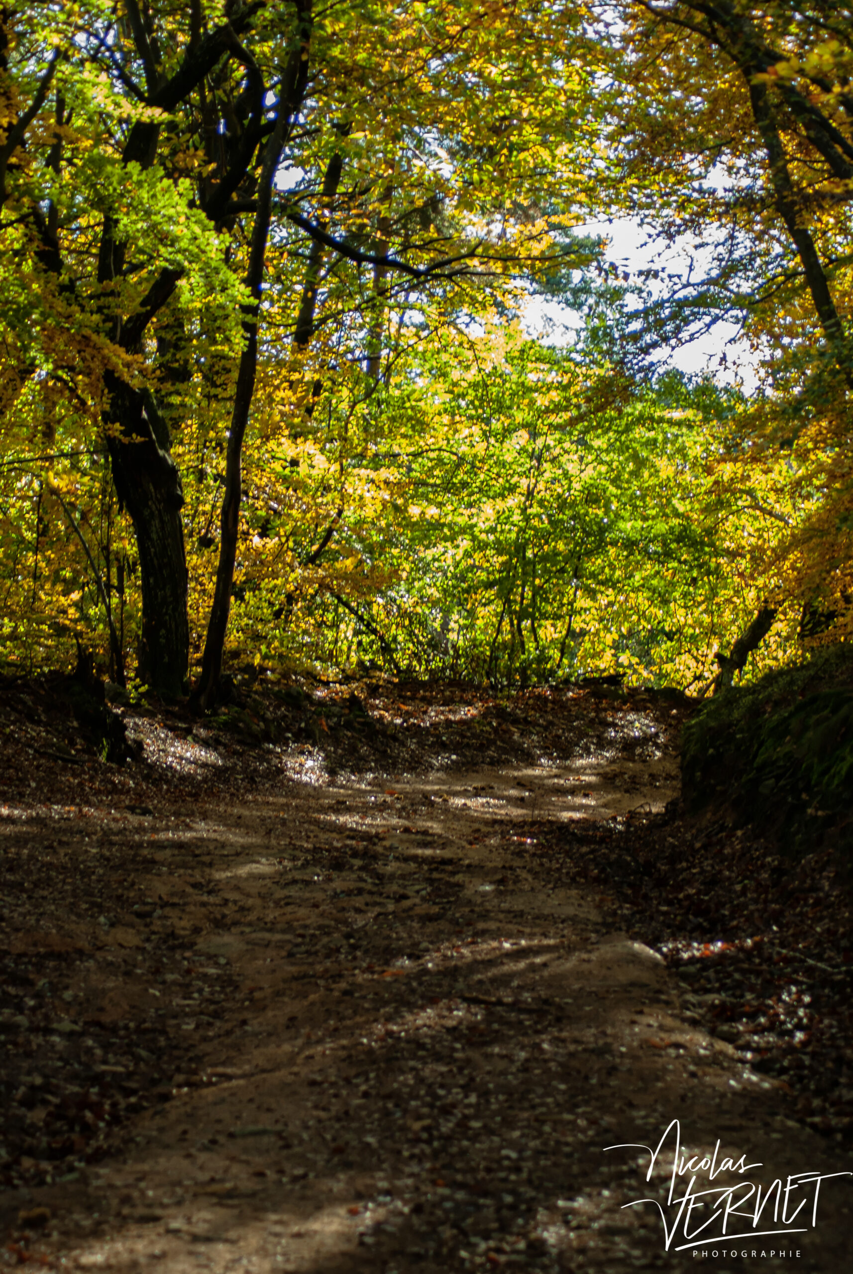Chemin forestier en Automne, Saint-Pierreville (Ardèche)