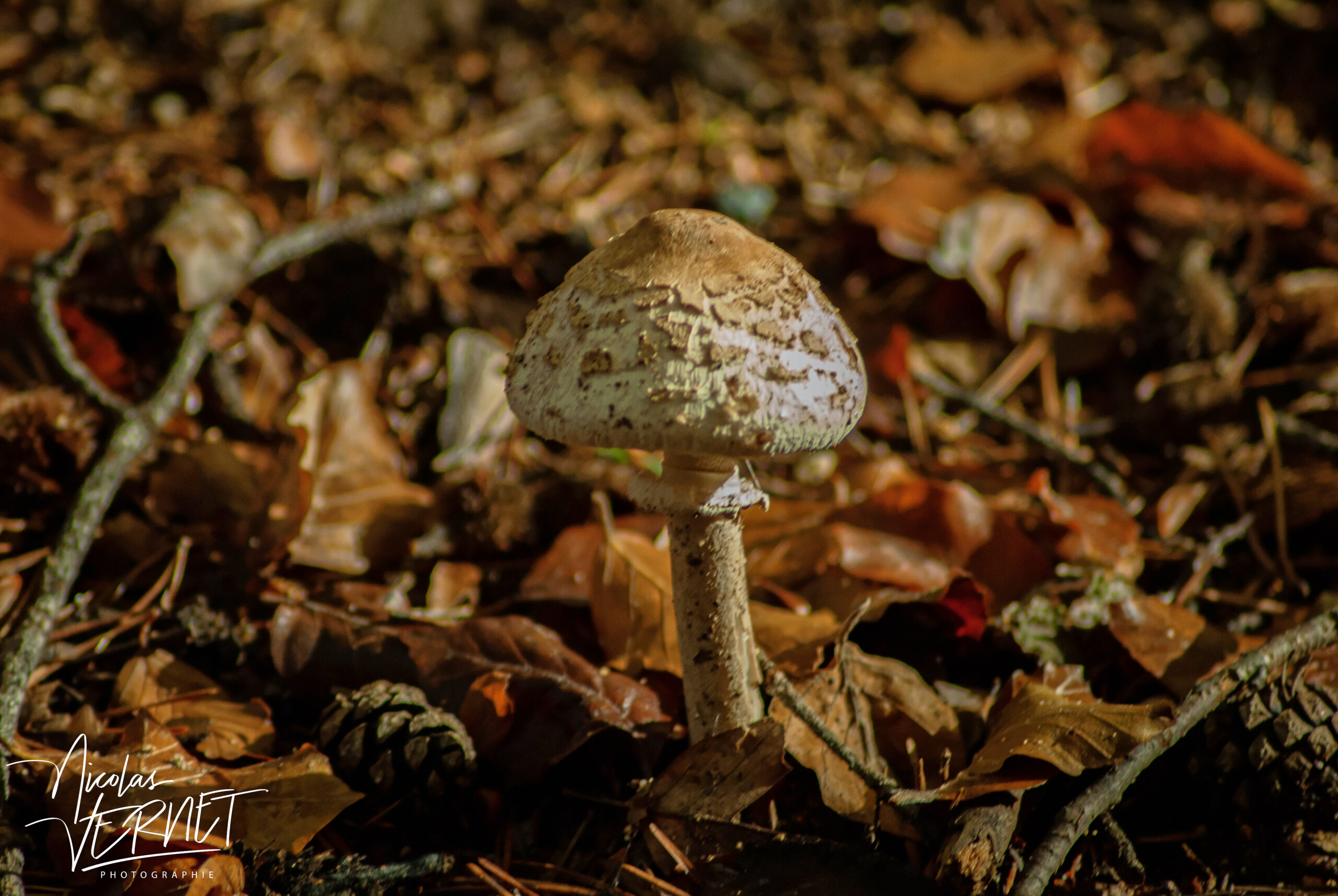 Lépiote élevée, “Coulemelle” (Macrolepiota procera), Saint-Pierreville (Ardèche)