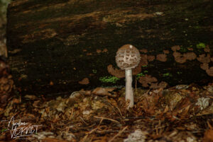 Lépiote élevée, “Coulemelle” (Macrolepiota procera), Saint-Pierreville (Ardèche)