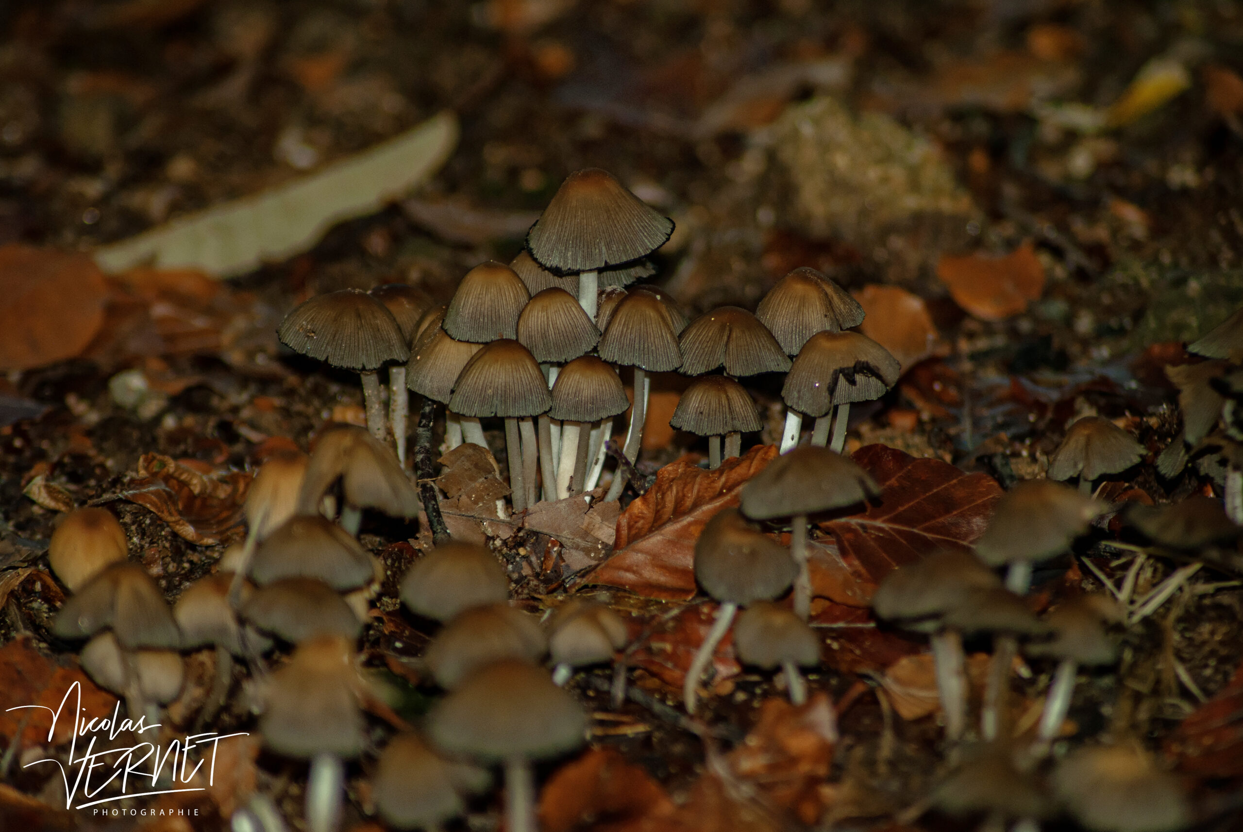 Coprin micacé (Coprinellus micaceus), Saint-Pierreville (Ardèche)