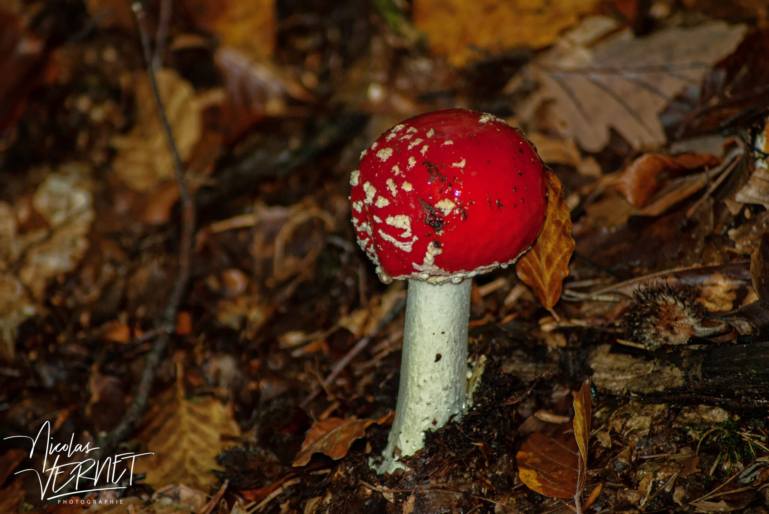 Amanite tue-mouches (Amanita muscaria), Saint-Pierreville (Ardèche)