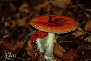 Amanite tue-mouches (Amanita muscaria), Saint-Pierreville (Ardèche)
