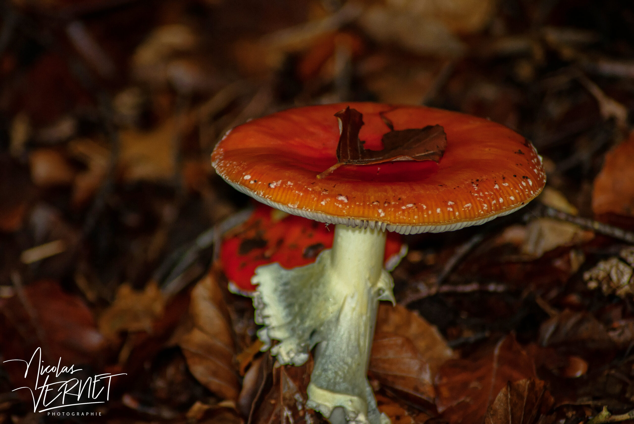 Amanite tue-mouches (Amanita muscaria), Saint-Pierreville (Ardèche)