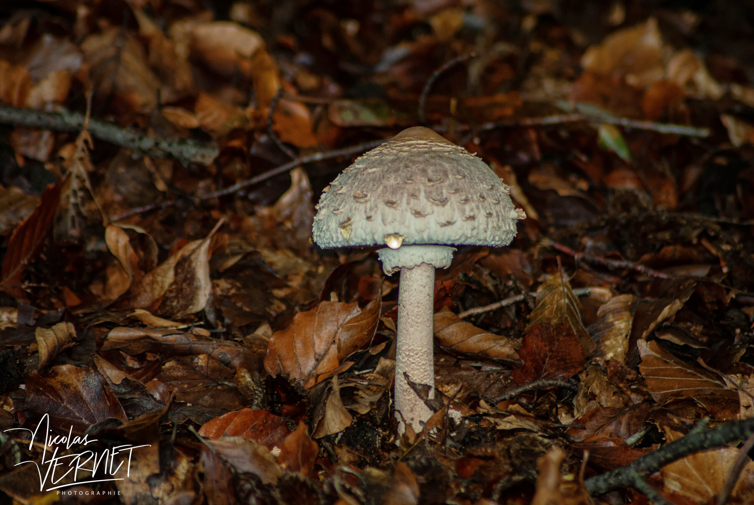 Lépiote élevée, “Coulemelle” (Macrolepiota procera), Saint-Pierreville (Ardèche)