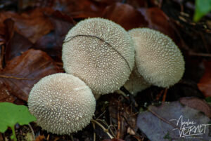 Vesse-de-loup perlée (Lycoperdon perlatum), Saint-Pierreville (Ardèche)