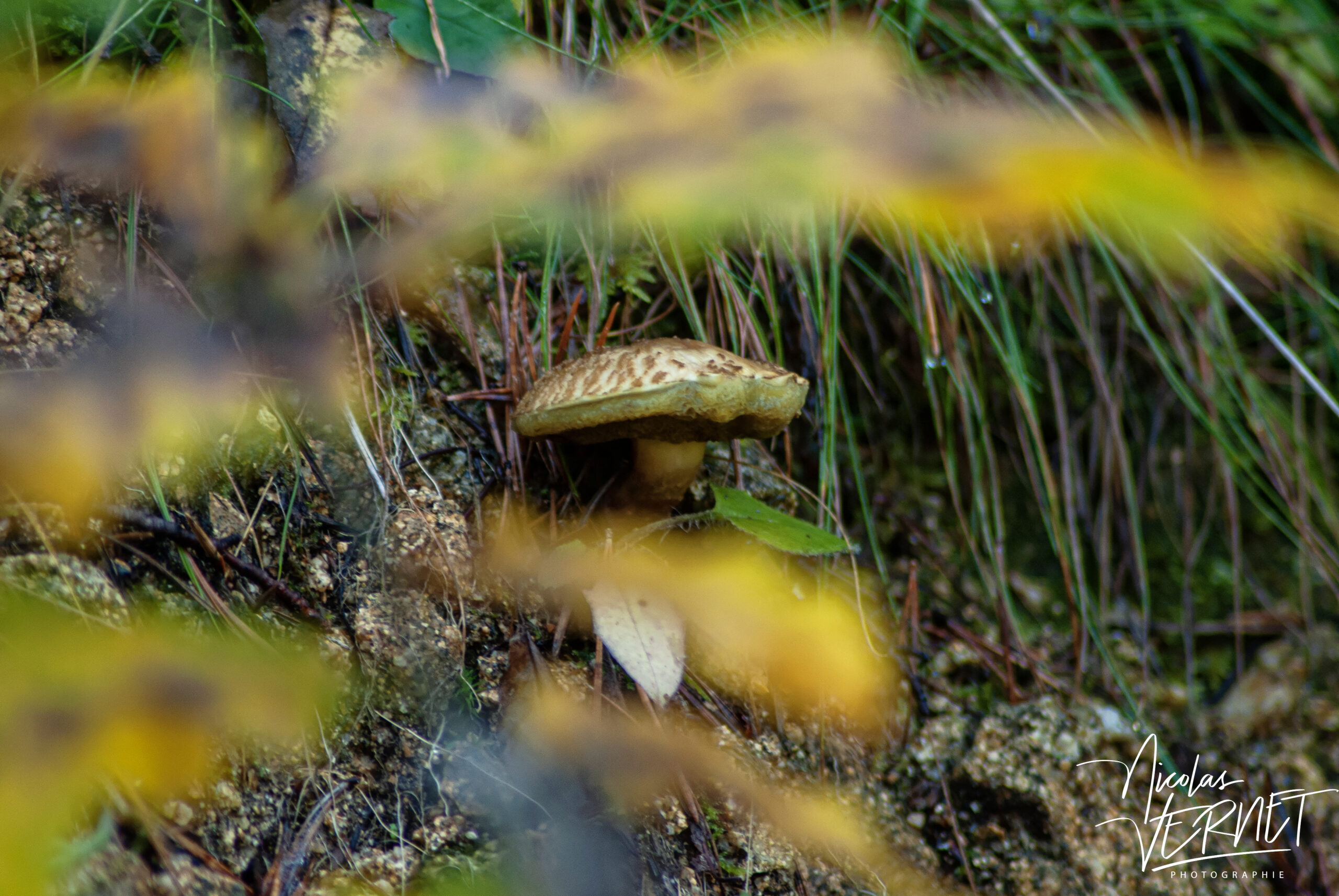 Bolet (Suillus sp.), Saint-Pierreville (Ardèche)