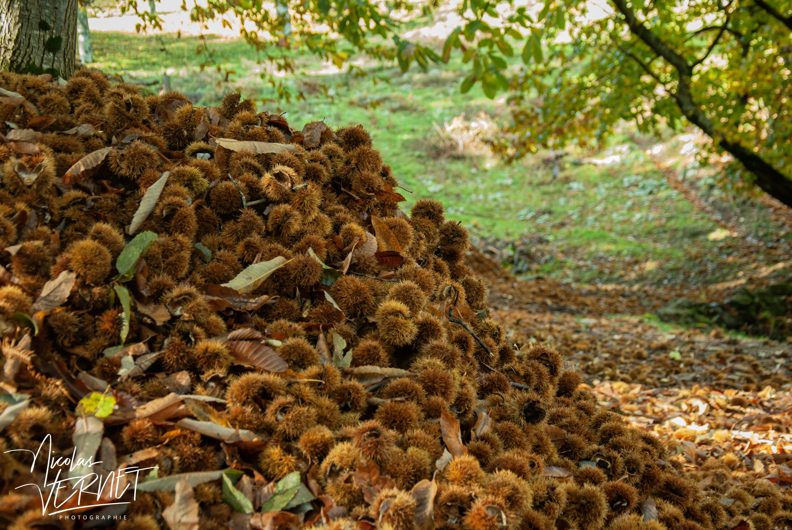 Tas de bogues lors de la récolte des châtaignes, Saint-Pierreville (Ardèche)