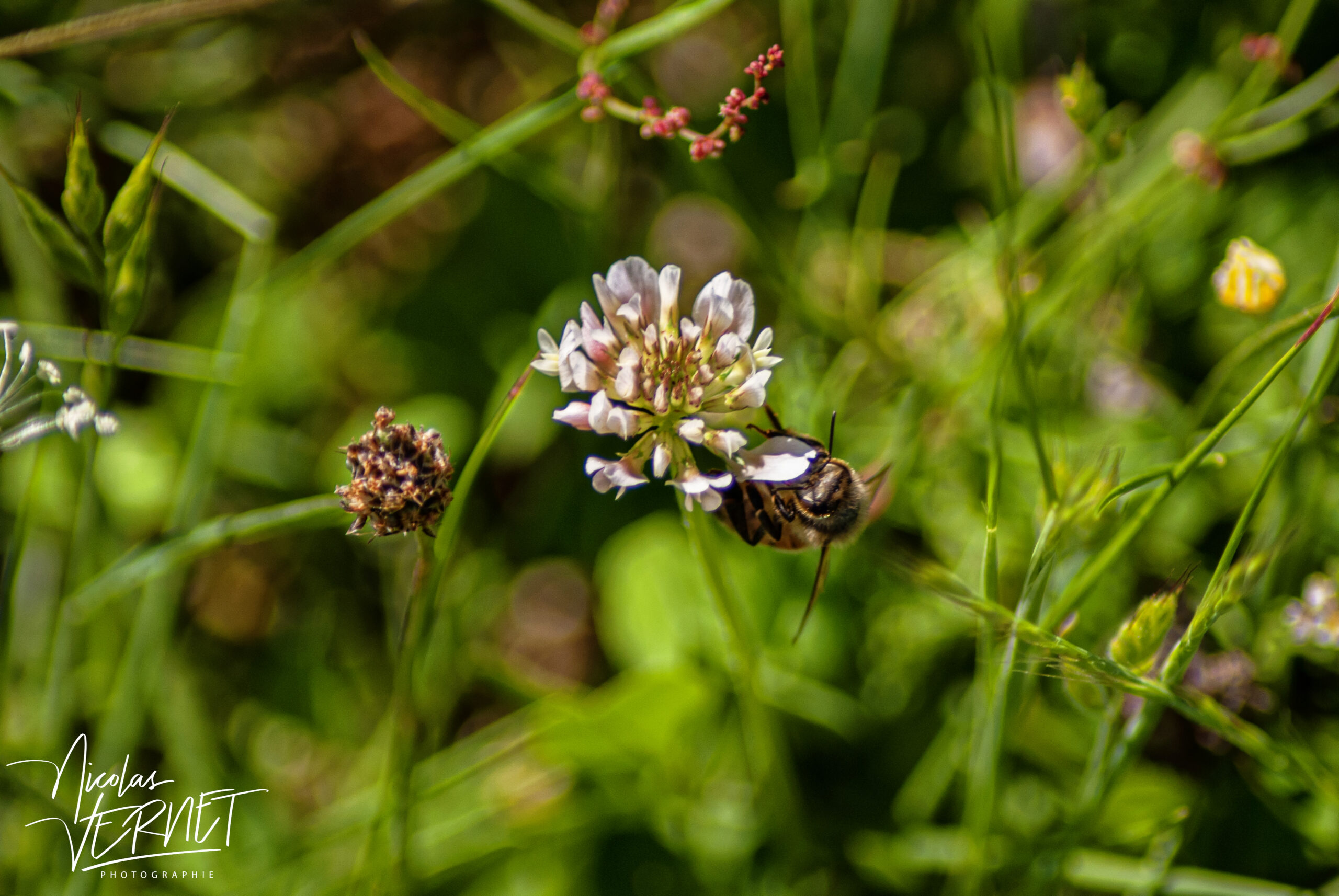 Abeille domestique (Apis mellifera), Saint-Pierreville (Ardèche)