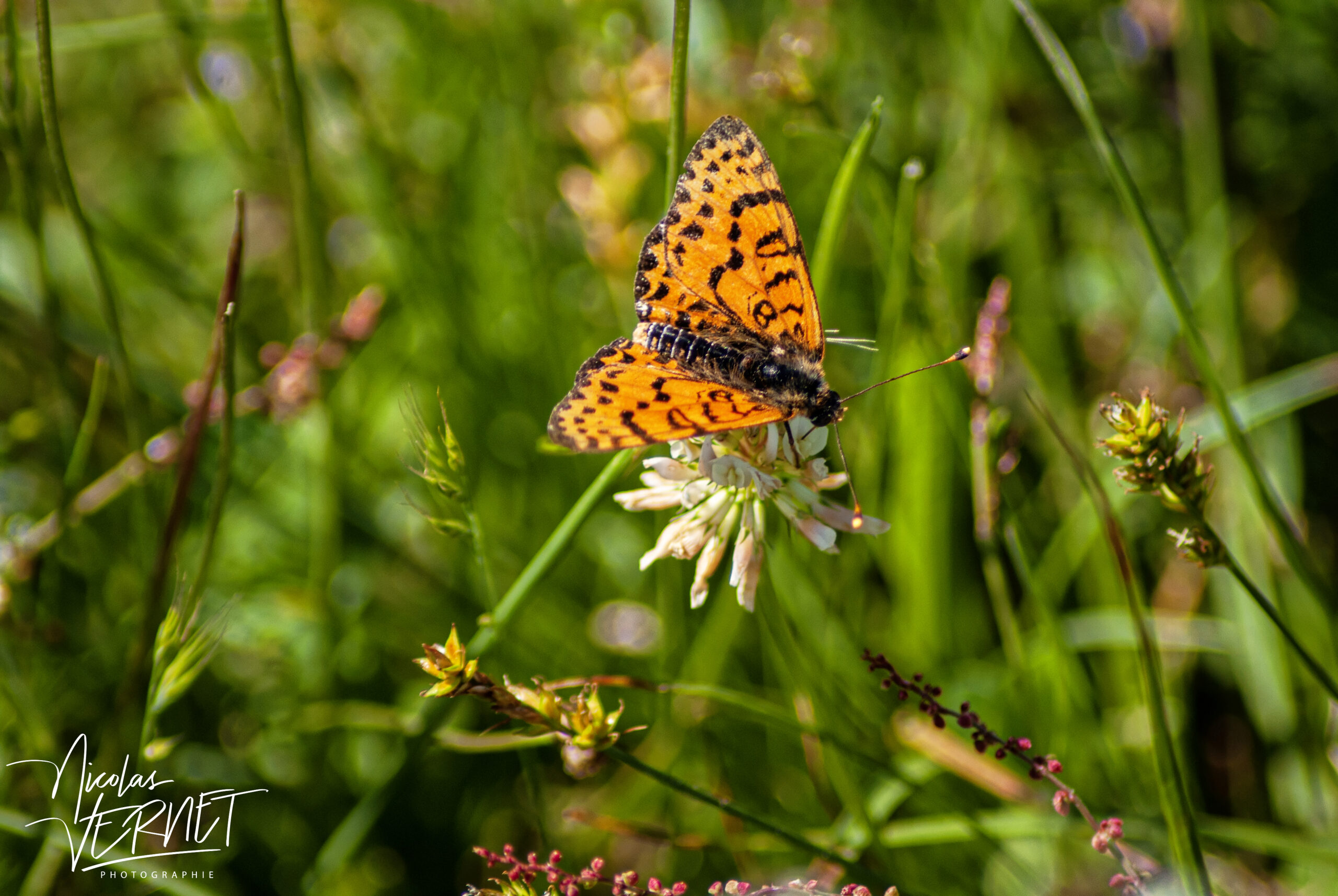 Mélitée orangée (Melitaea didyma), Saint-Pierreville (Ardèche)