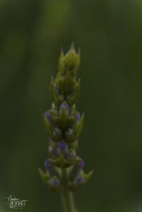 Boutons floraux de lavandin, Montélimar (Drôme)