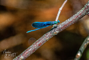 Caloptéryx éclatant, “demoiselle” (Calopteryx splendens), mâle, Saint-Pierreville (Ardèche)