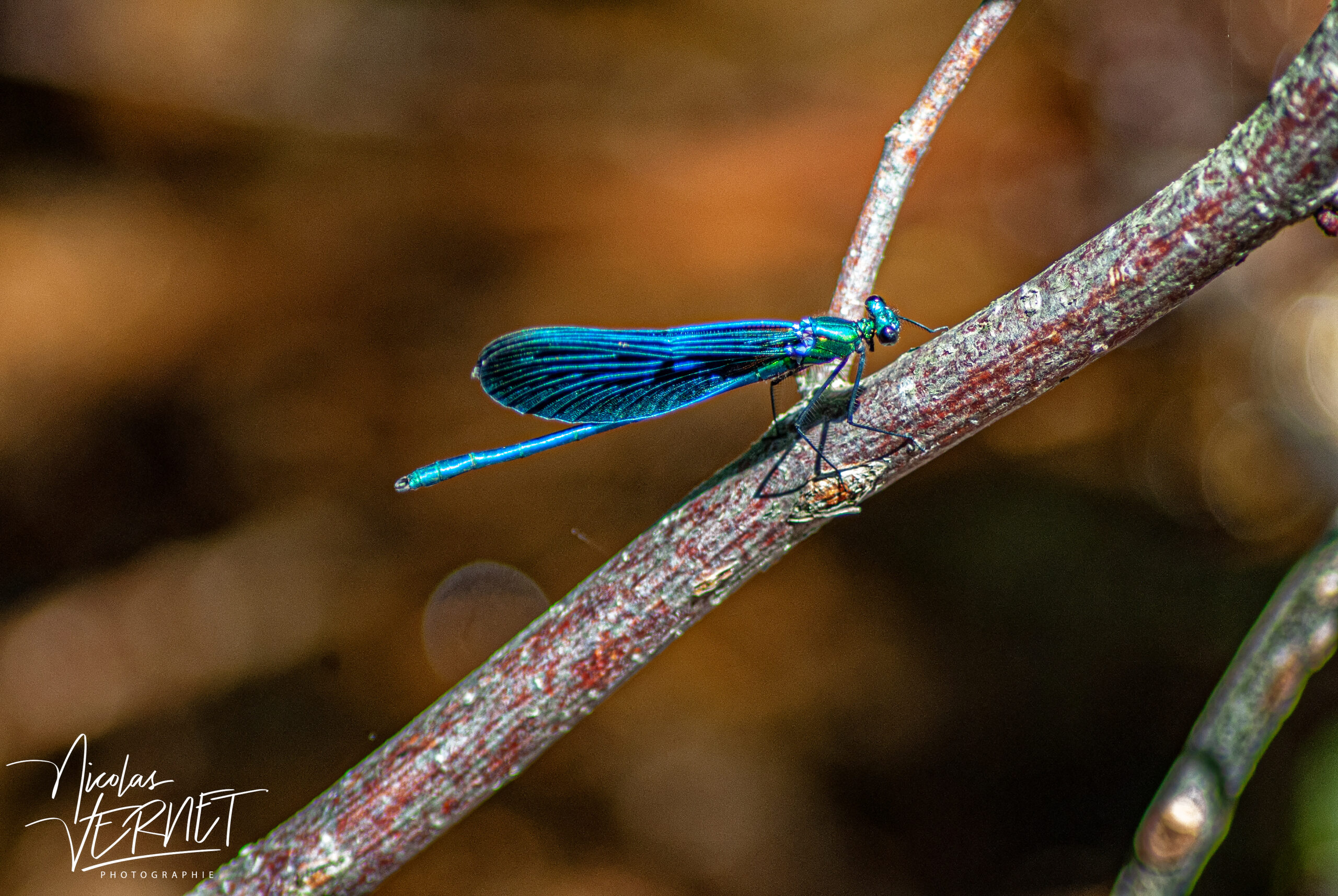 Caloptéryx éclatant, “demoiselle” (Calopteryx splendens), mâle, Saint-Pierreville (Ardèche)