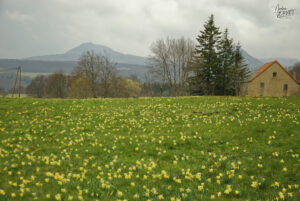 Champs de narcisse jaune, “jonquille” (Narcissus pseudonarcissus), Sagnes-et-Goudoulet (Ardèche)