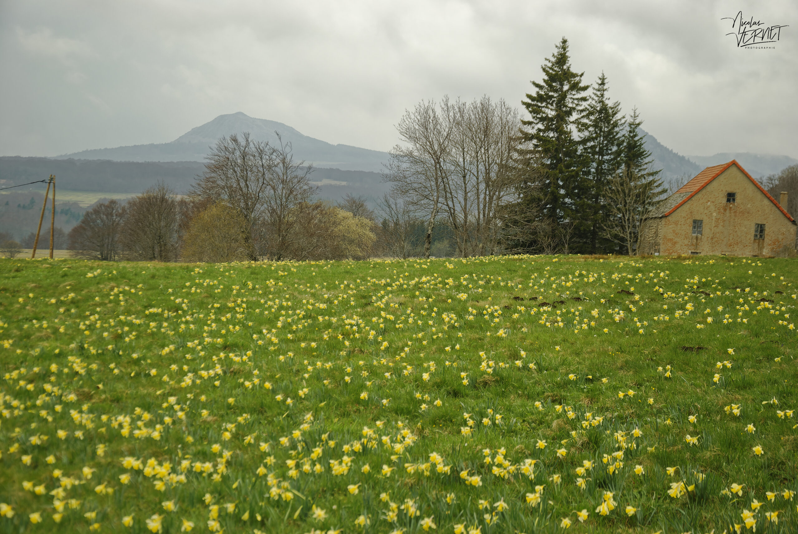 Champs de narcisse jaune, “jonquille” (Narcissus pseudonarcissus), Sagnes-et-Goudoulet (Ardèche)