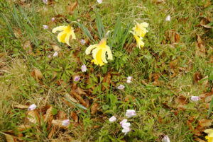 Narcisse jaune, “jonquille” (Narcissus pseudonarcissus) et Anémone des bois (Anemone nemorosa), Sagnes-et-Goudoulet (Ardèche)
