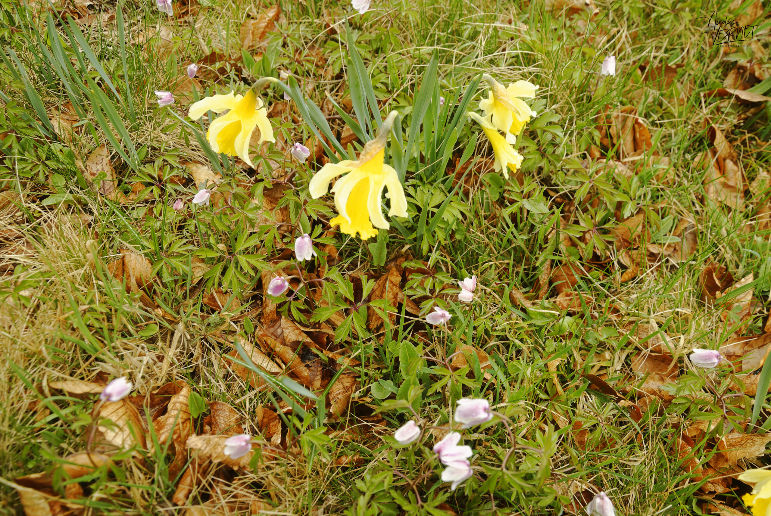 Narcisse jaune, “jonquille” (Narcissus pseudonarcissus) et Anémone des bois (Anemone nemorosa), Sagnes-et-Goudoulet (Ardèche)