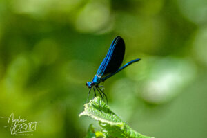 Caloptéryx éclatant, “demoiselle” (Calopteryx splendens), mâle, Saint-Pierreville (Ardèche)