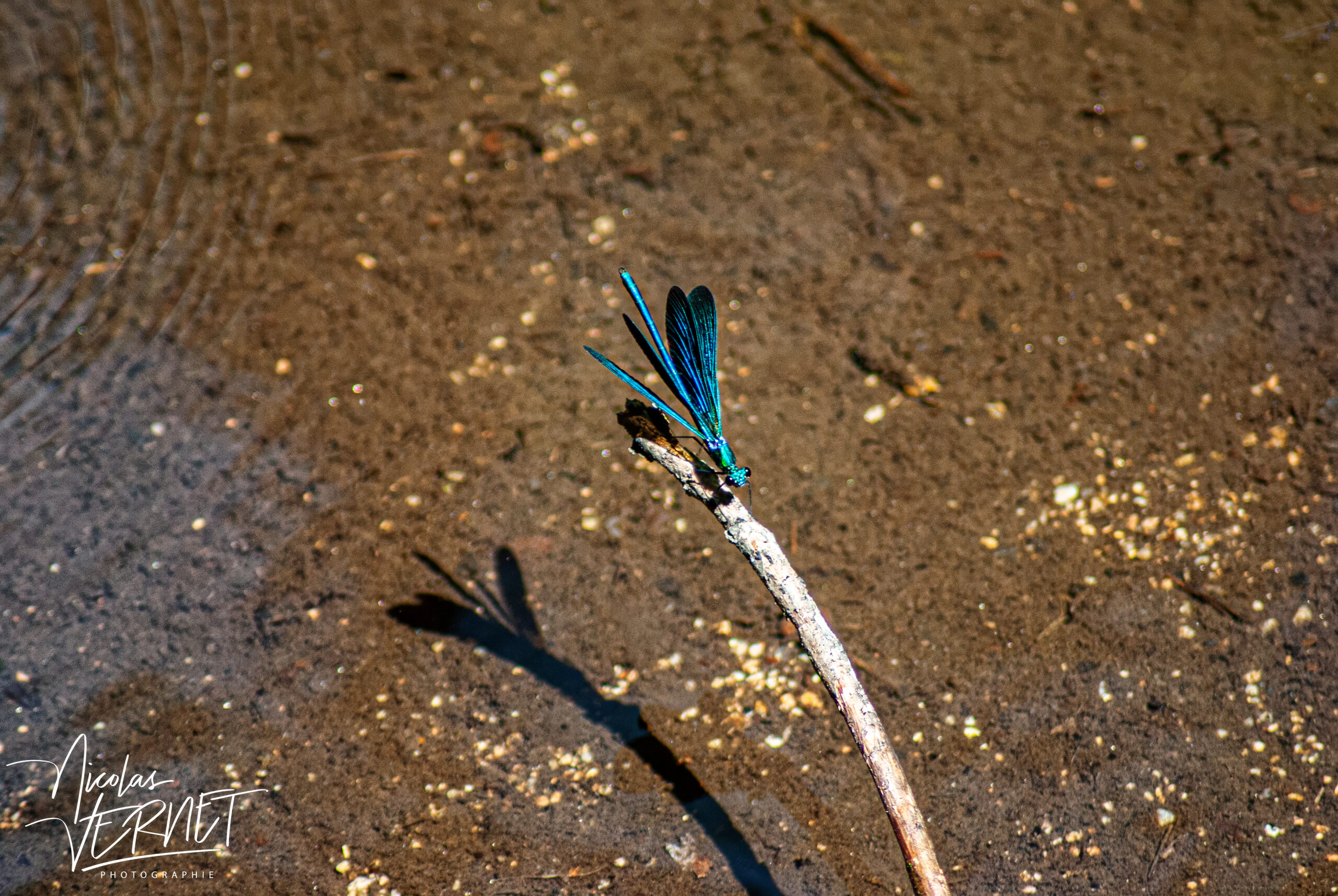 Caloptéryx éclatant, “demoiselle” (Calopteryx splendens), mâle, Saint-Pierreville (Ardèche)