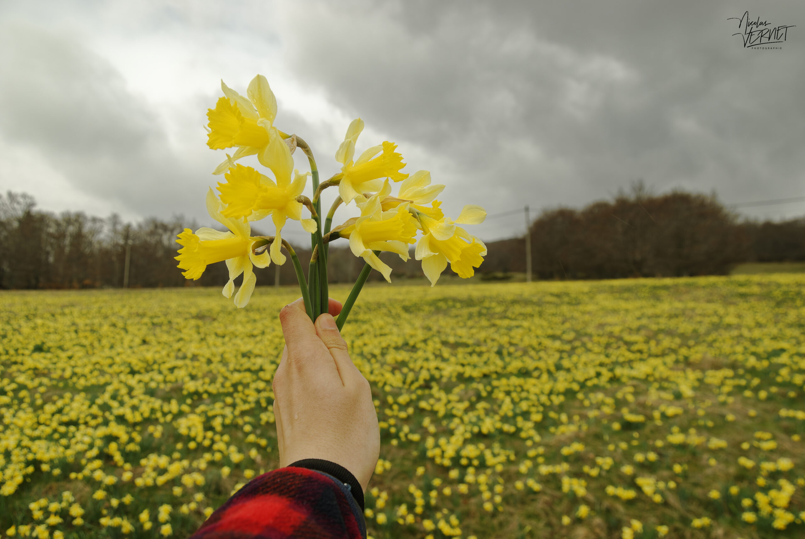 Bouquet de narcisse jaune, “jonquille” (Narcissus pseudonarcissus), Sagnes-et-Goudoulet (Ardèche)