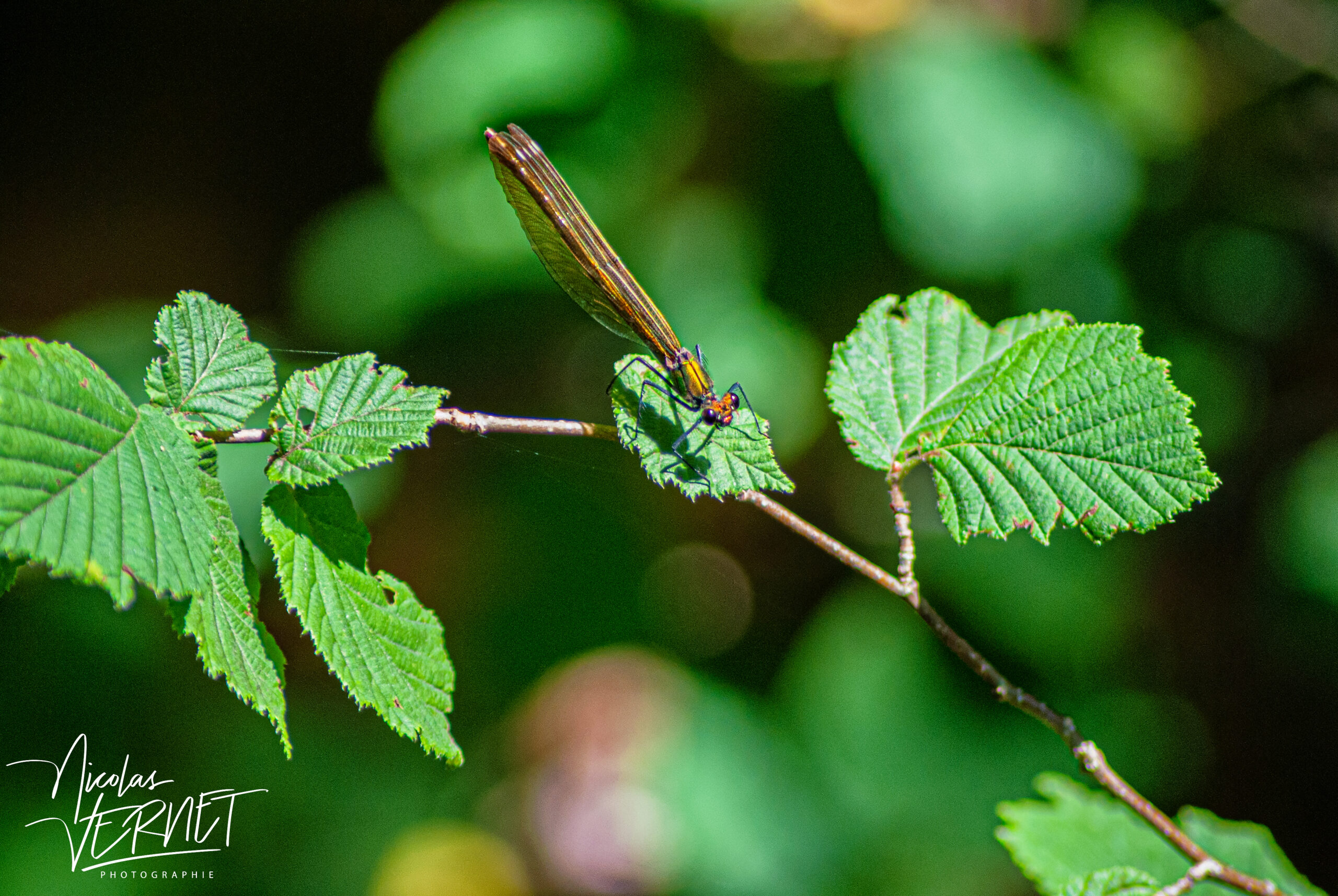 Caloptéryx éclatant, “demoiselle” (Calopteryx splendens), femelle, Saint-Pierreville (Ardèche)