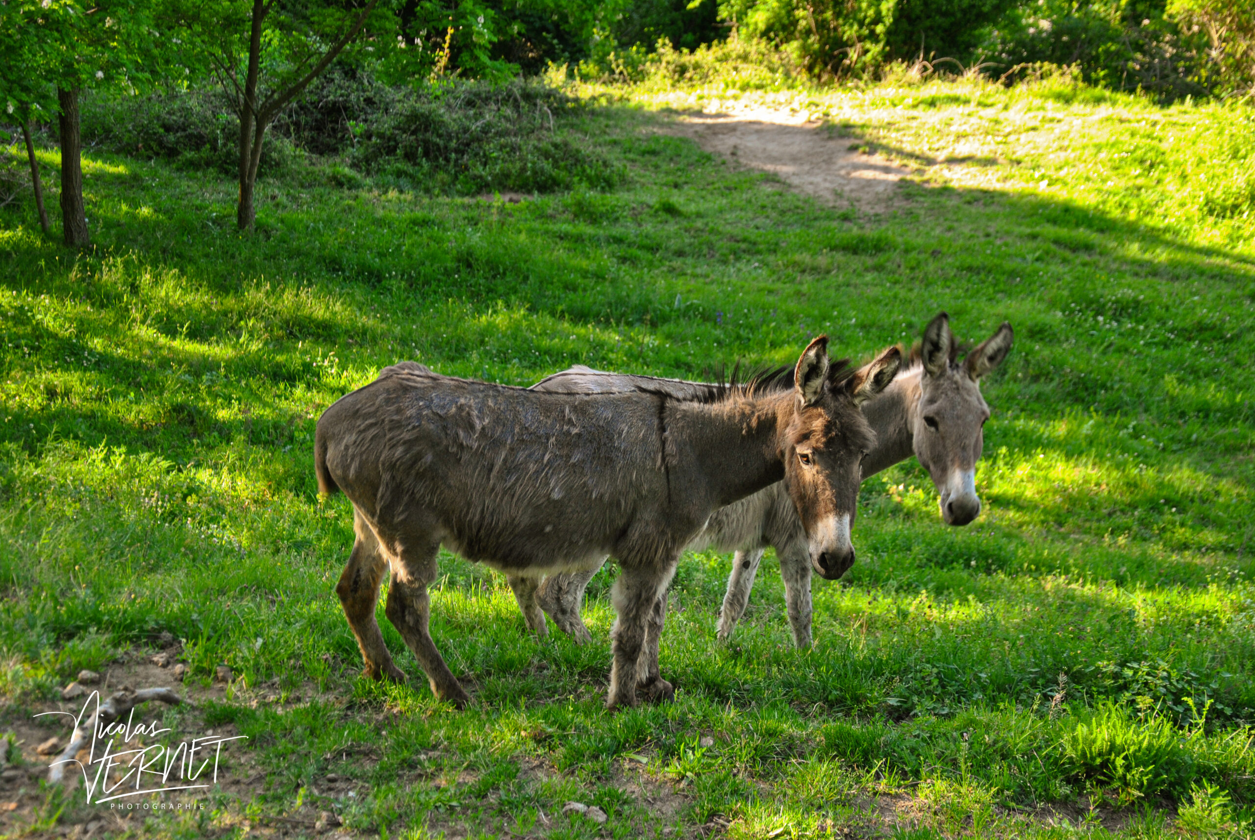 Âne commun (Equus asinus), Saint-Pierreville (Ardèche)
