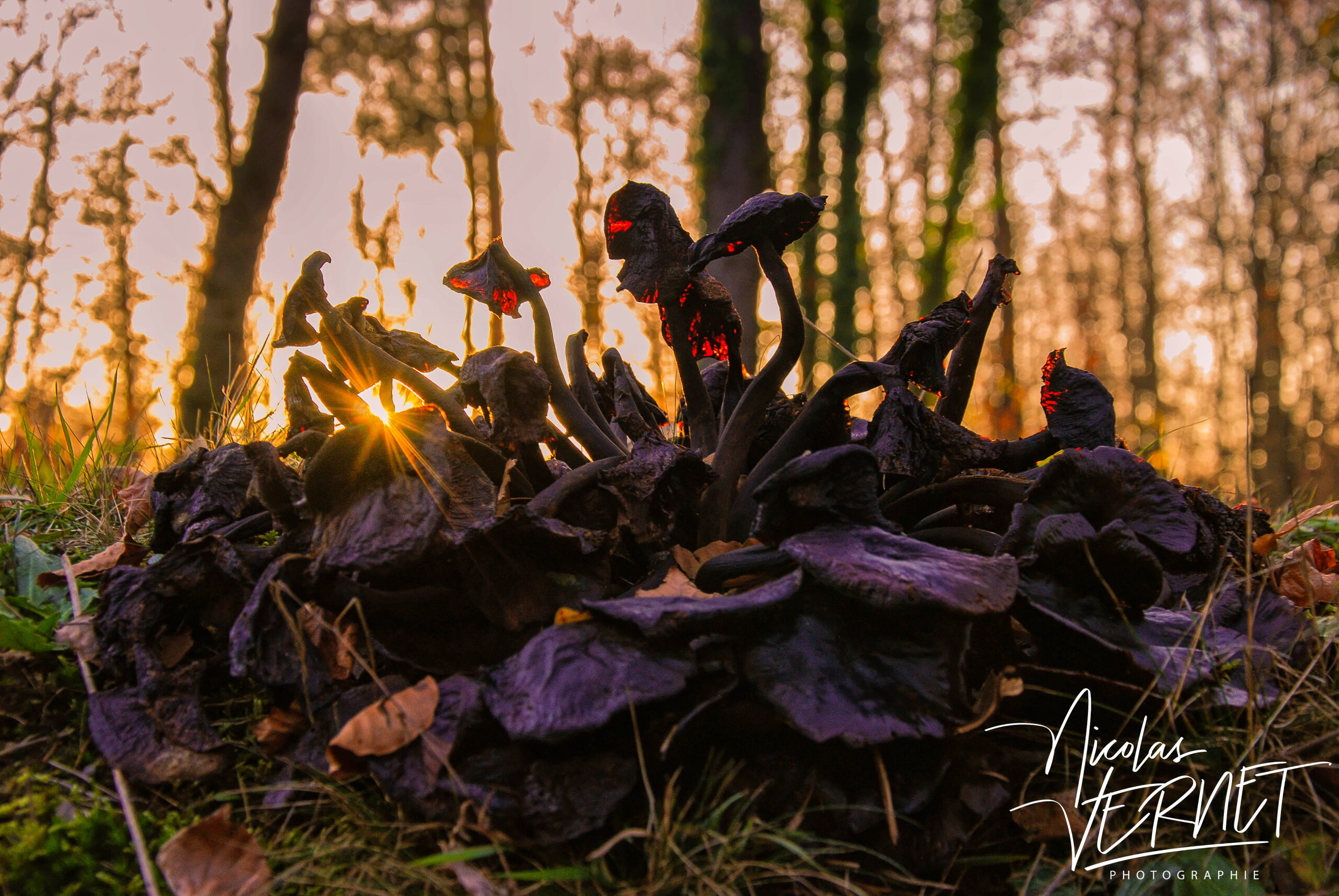 Chanterelle cendrée (Craterellus cinereus), Sainte-Fortunade (Corrèze)