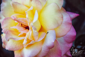 Fourmi noire sur une rose, Sainte-Fortunade (Corrèze)
