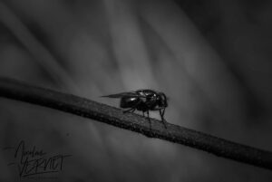 Mouche verte métallique (Lucilia sp.), Sainte-Fortunade (Corrèze)