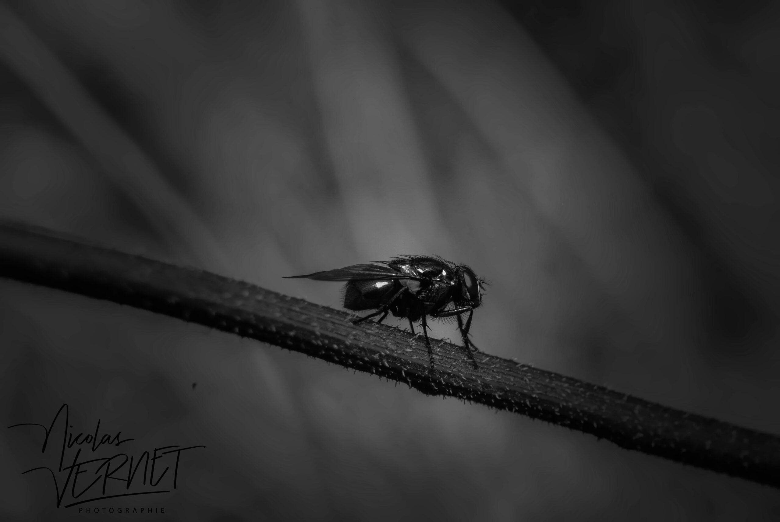 Mouche verte métallique (Lucilia sp.), Sainte-Fortunade (Corrèze)