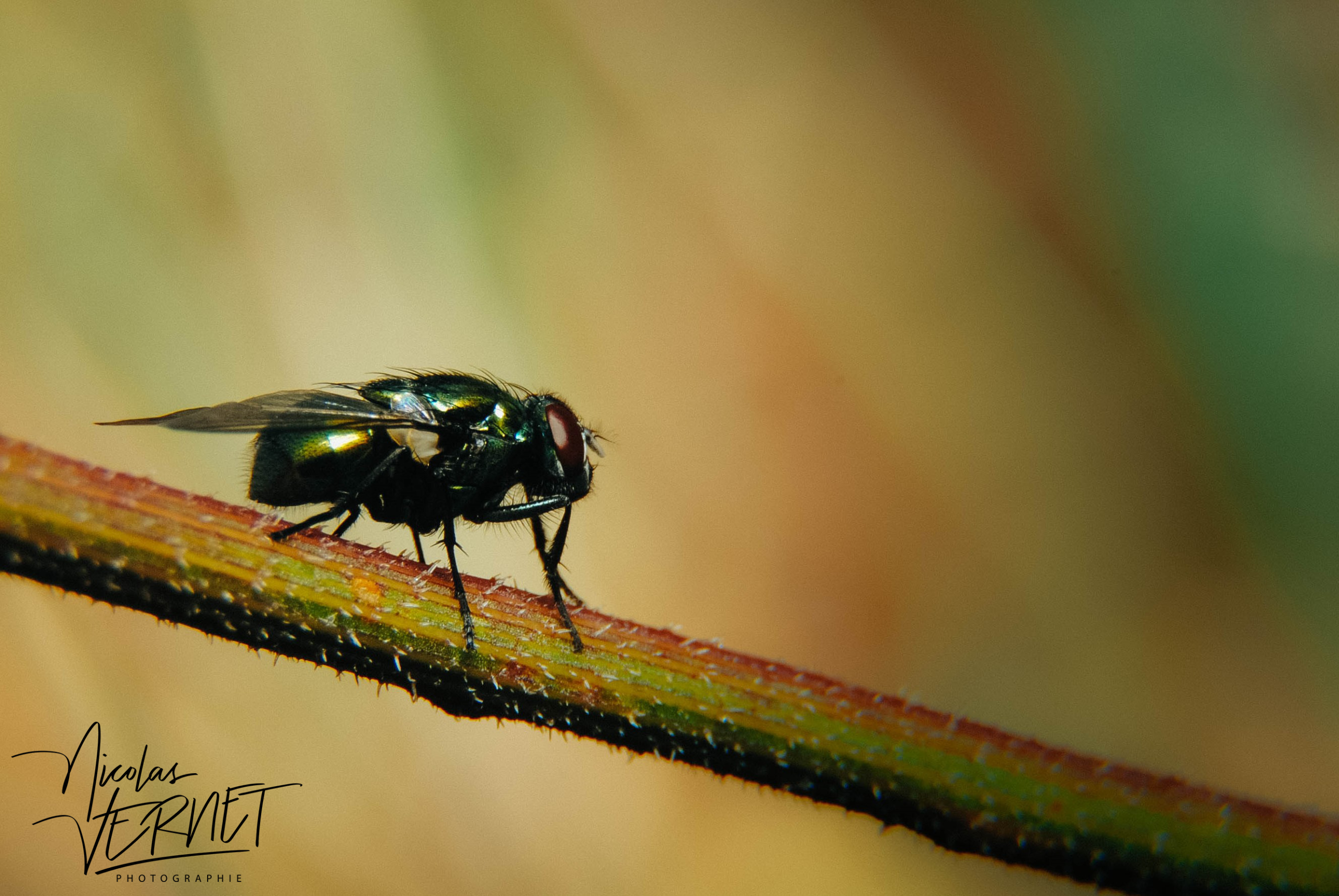 Mouche verte métallique (Lucilia sp.), Sainte-Fortunade (Corrèze)