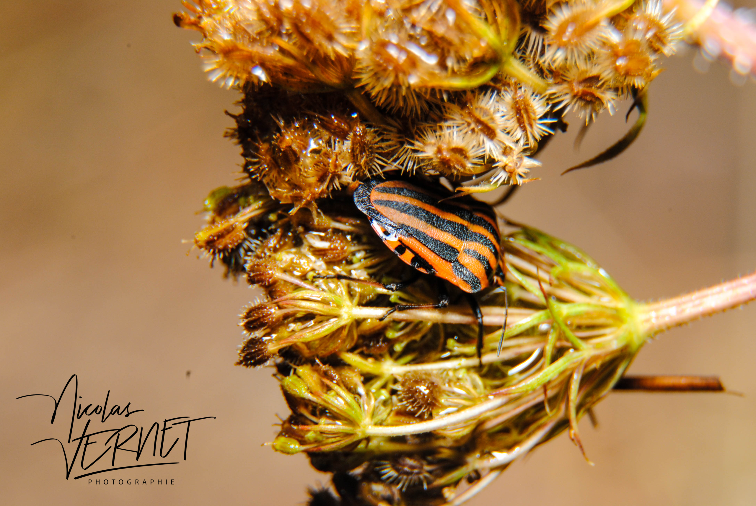 Graphosome d'Italie ou Punaise arlequin (Graphosoma italicum), Sainte-Fortunade (Corrèze)