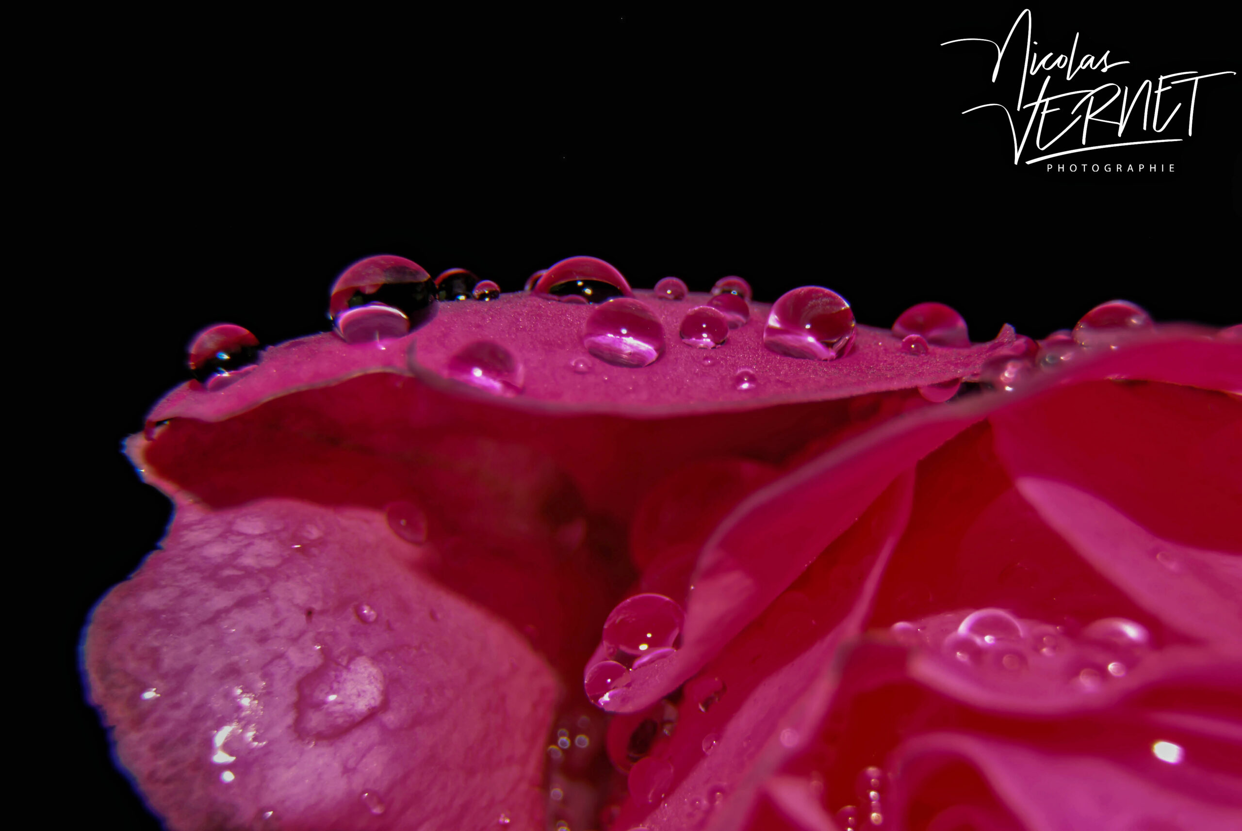 Gouttes de rosée sur une rose, Saint-Pierreville (Ardèche)