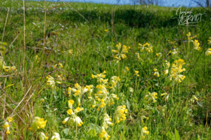 Primevère officinale, "Coucou" (Primula veris), Saint Priest (Ardèche)