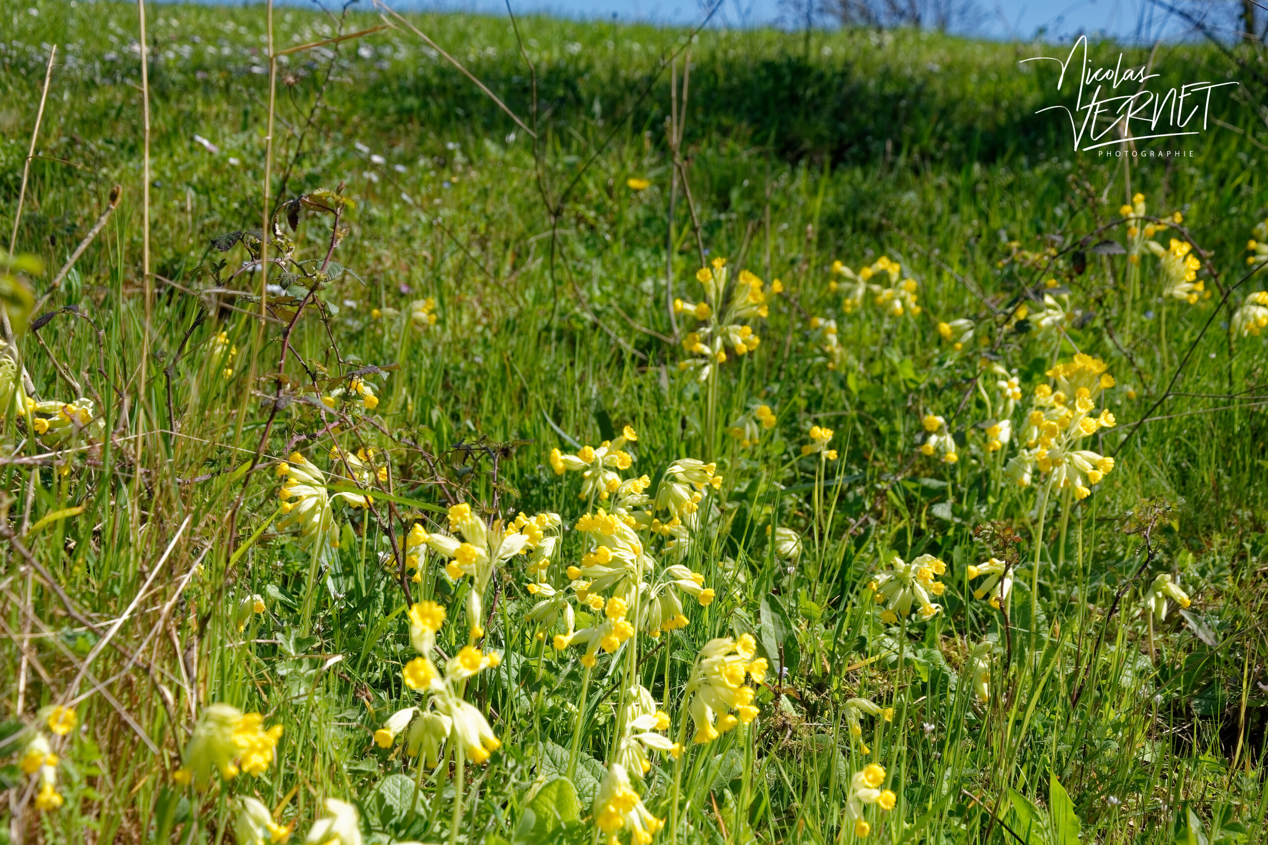 Primevère officinale, "Coucou" (Primula veris), Saint Priest (Ardèche)