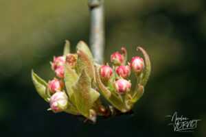 Boutons floraux de Poirier commun (Pyrus communis), Saint Priest (Ardèche)