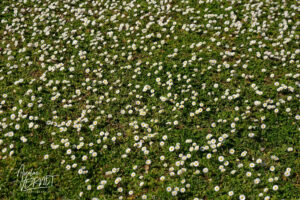 Champs de pâquerettes vivaces (Bellis perennis), Saint Priest (Ardèche)