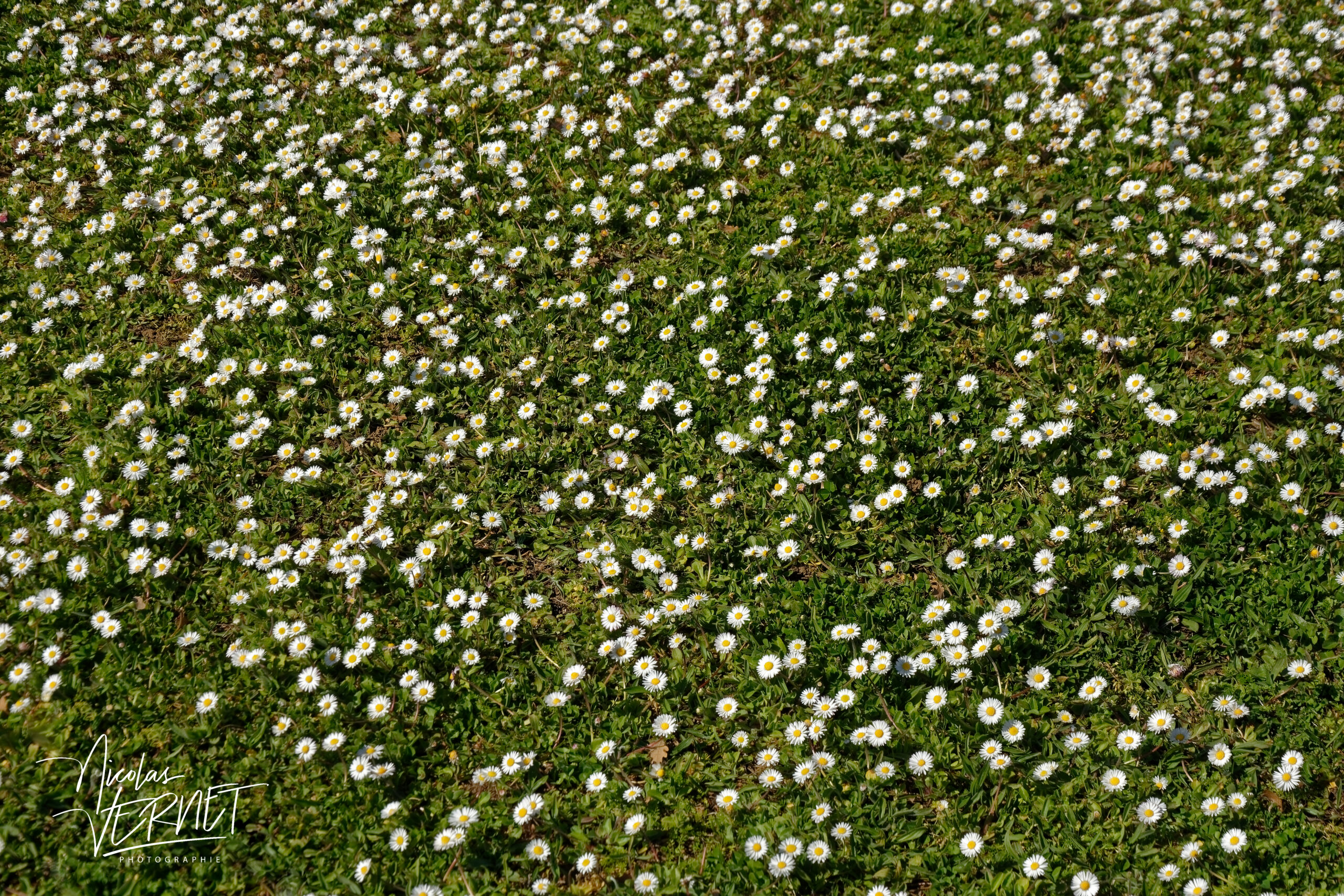 Champs de pâquerettes vivaces (Bellis perennis), Saint Priest (Ardèche)